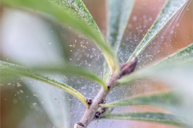 spider mites on houseplant do indoor plants attract bugs