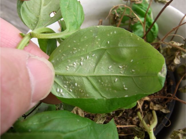 Do indoor plants attract bugs whitefly on houseplant leaf