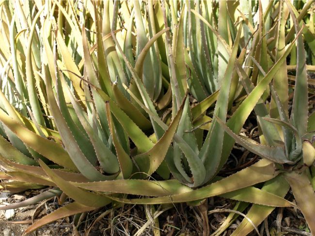 aloe vera plant turning brown due to excessive heat and sunshine