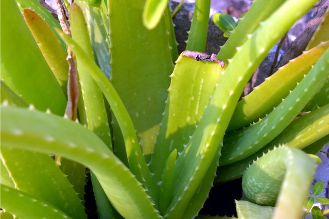 damage to an aloe vera plant leaf causing browning