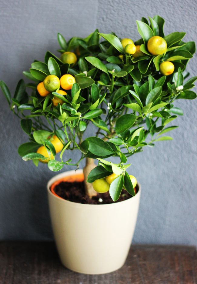 How To Care For An Indoor Orange Tree