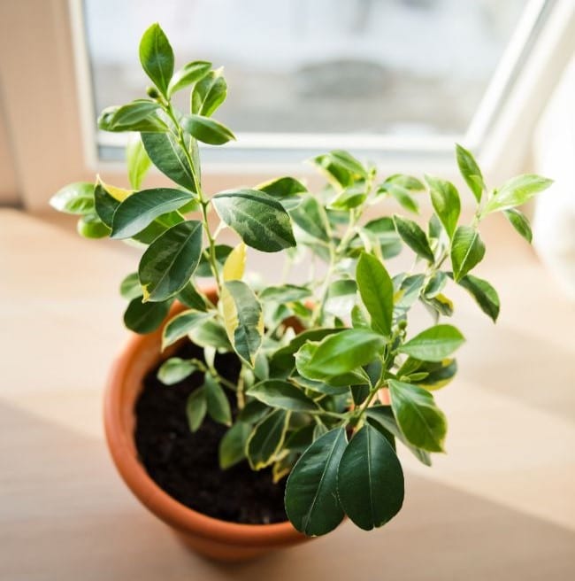 How To Care For An Indoor Orange Tree