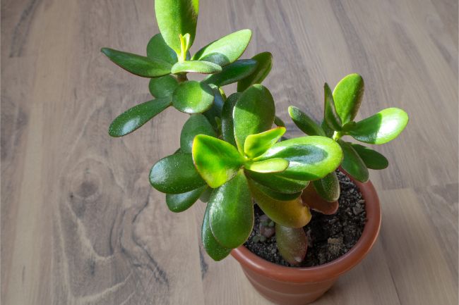 Small indoor plants that are hard to kill
