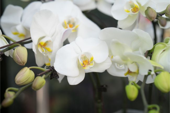 phalaenopsis orchids are easy to care for