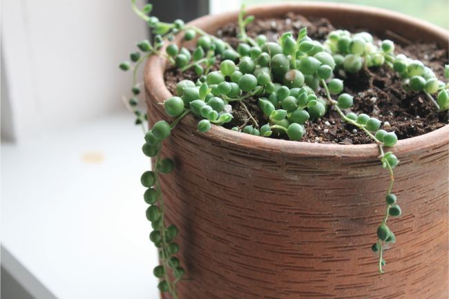 string of pearls plant dying