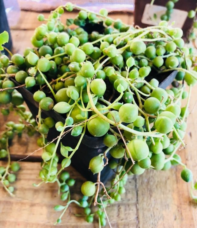 string of pearls plant dying