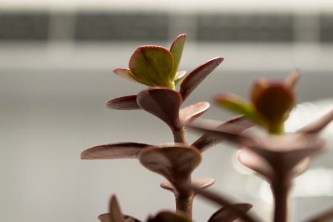 how to make a jade plant grow faster