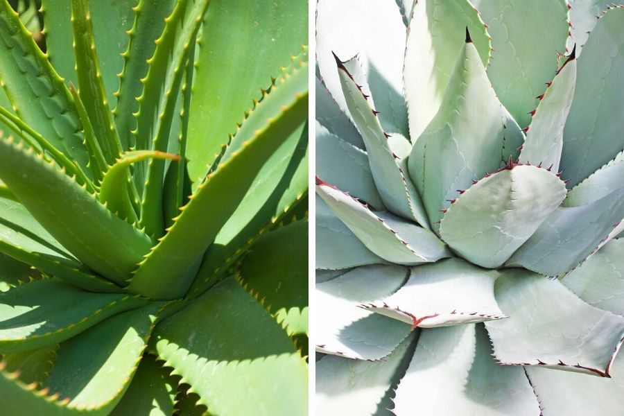 oogopslag Interesseren Oxideren Agave Vs Aloe Vera: Differences And Similarities - Smart Garden Guide