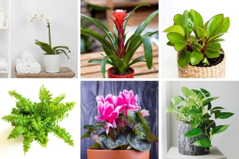 23 Best Bathroom Plants That Look Fantastic - Smart Garden Guide