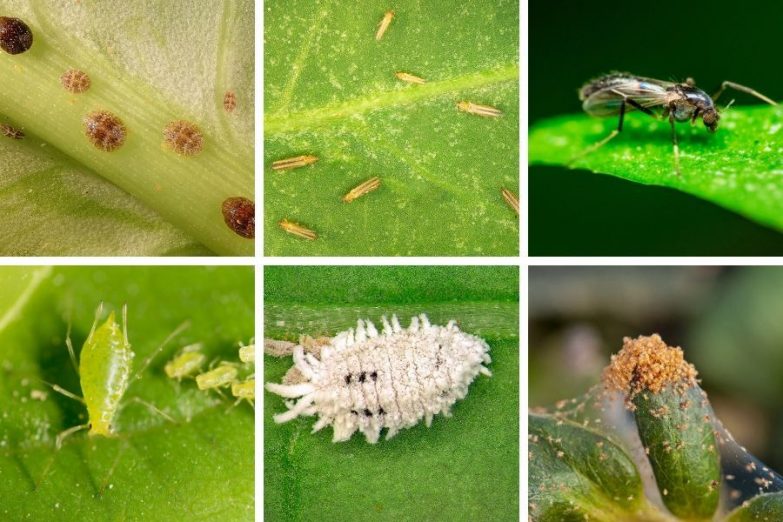 Common Houseplant Pests: Identify, Control And Prevent - Smart Garden Guide