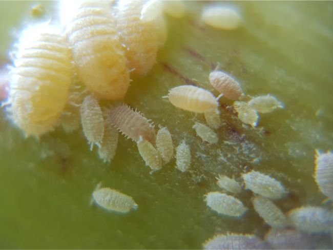 common houseplant pests mealybugs