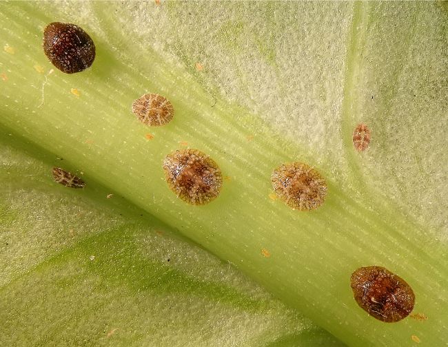 scale insects on plant
