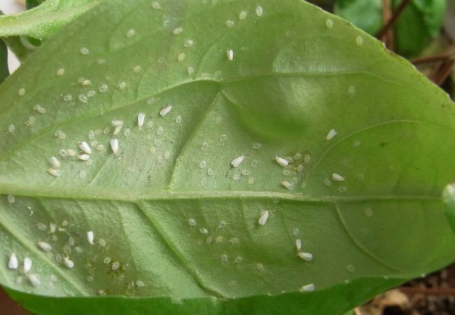 common houseplant pests whitefly