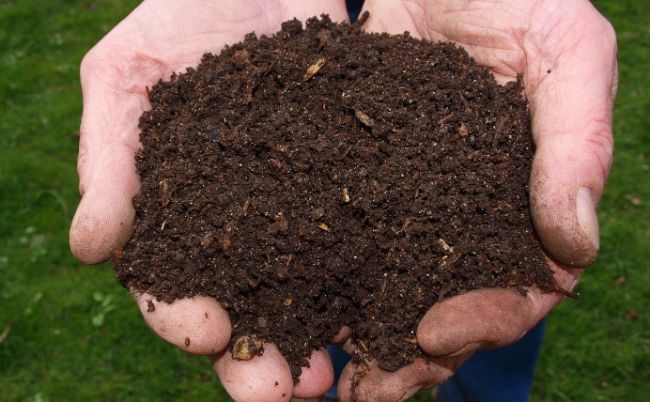 compost alternatives to peat moss