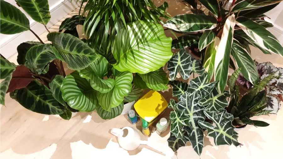 How To Fertilize Indoor Plants A Simple Guide Smart