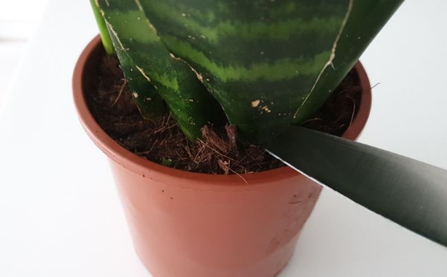 How to prune a snake plant