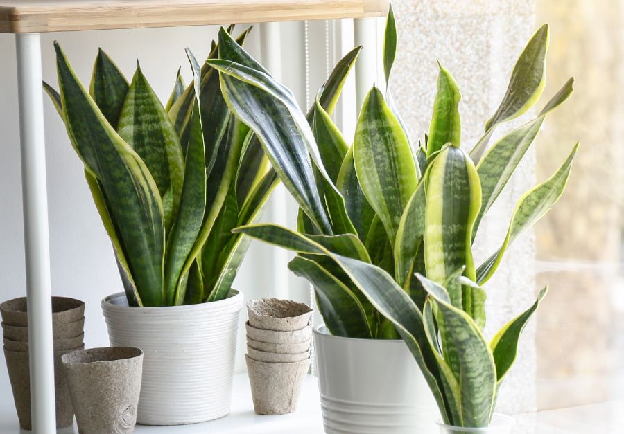 How To Prune A Snake Plant: Step By Step Guide - Smart Garden Guide