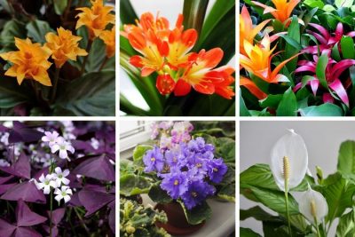 15 Stunning Low Light Flowering Indoor Plants - Smart Garden Guide