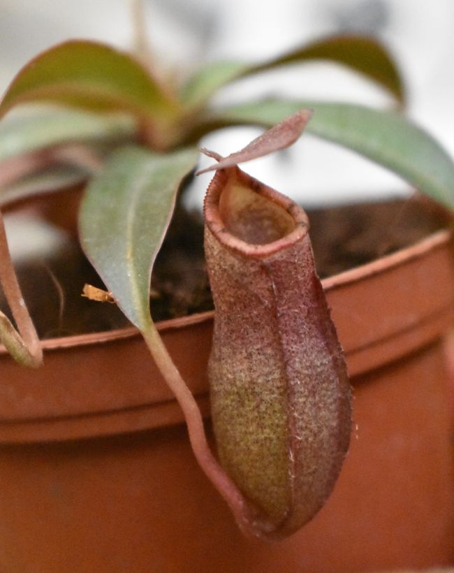pitcher plant in bathroom