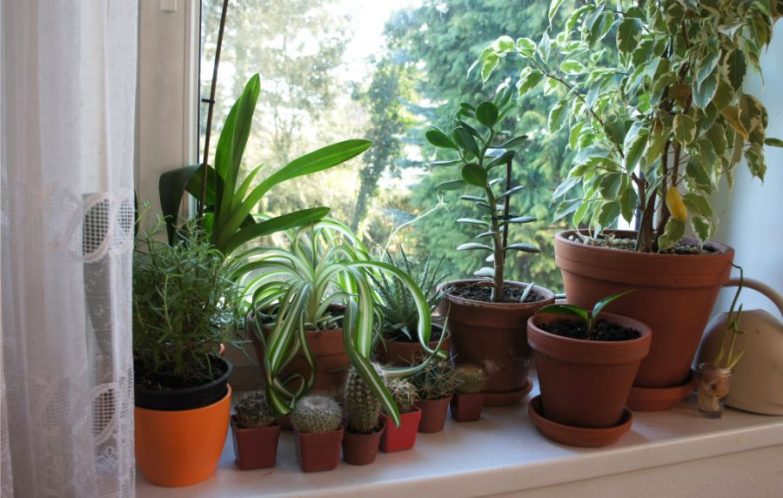 plastic vs clay pots for plants