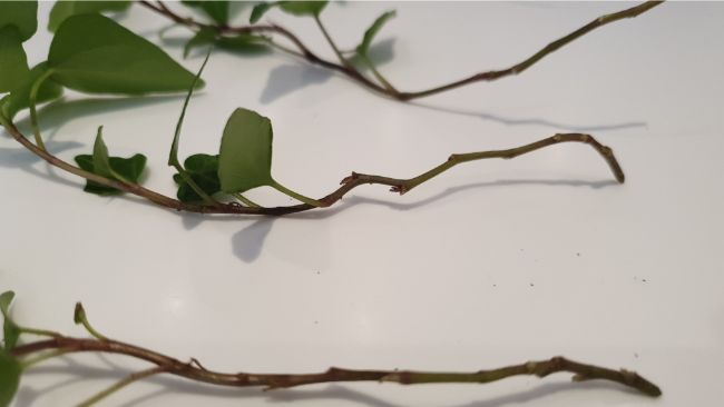 ivy cuttings with lower leaves removed for water propagation