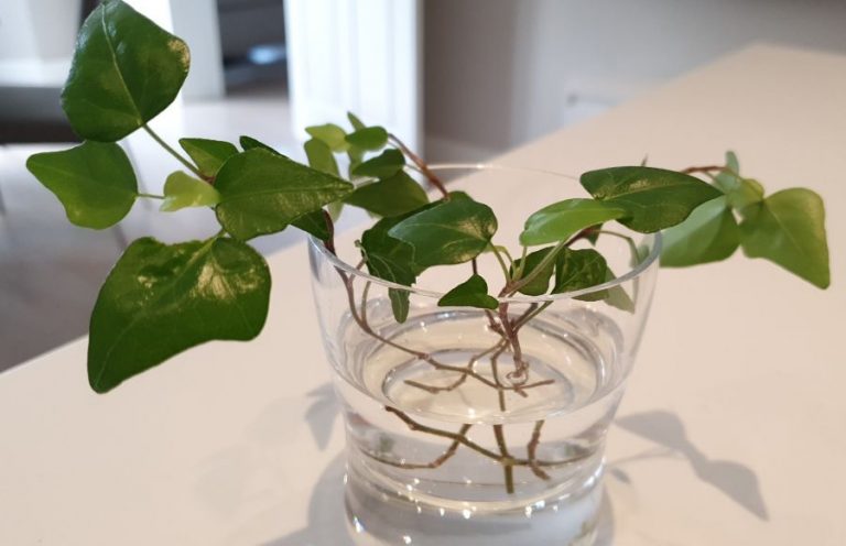 How To Grow Ivy Cuttings