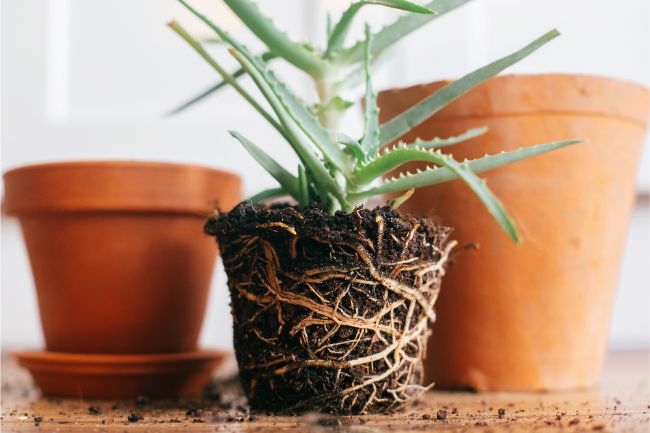 choosing the right pot to repot a root bound plant