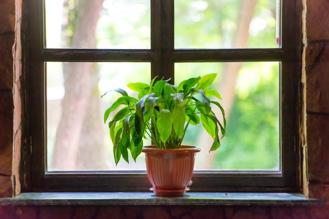 light levels for indoor plants