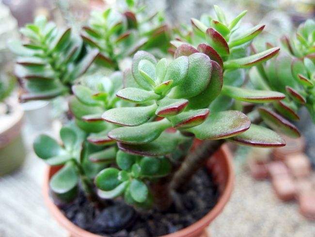 jade plants grow houseplants direct sunlight plant crassula fast ovata faster them make explains read which perfect