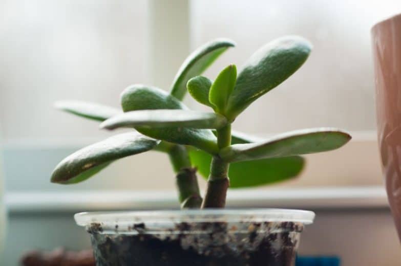 jade grow fast plants faster them make