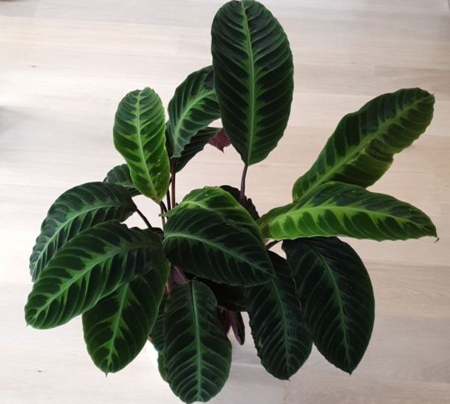 Calatheas are popular houseplants that can be propagated by division