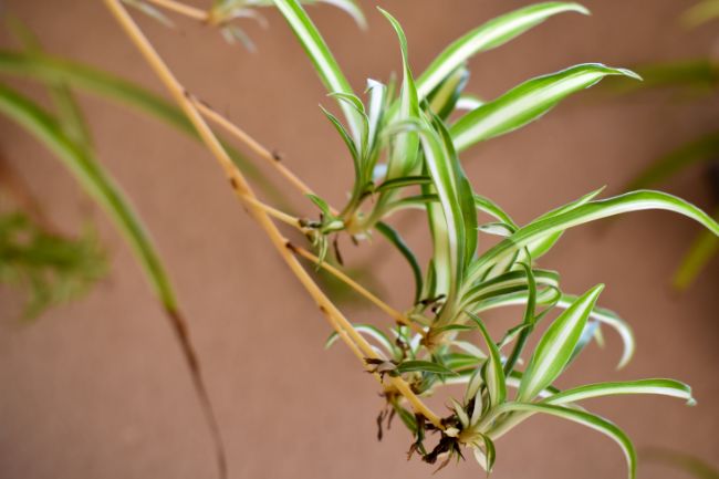 spider plant babies houseplant propagation