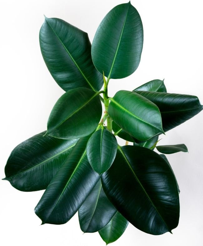 rubber plant leaves curling