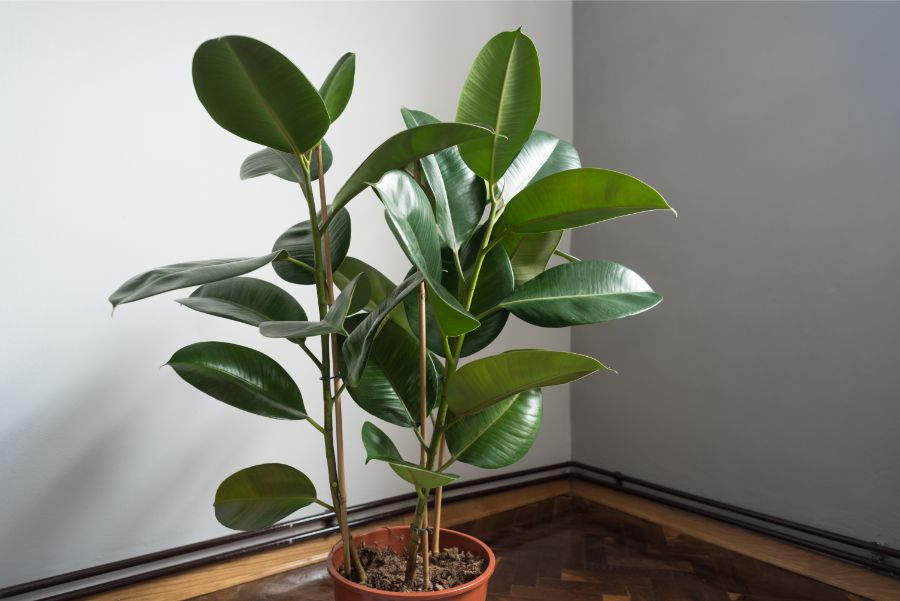 Why Is My Rubber Plant Losing Leaves? - Smart Garden Guide