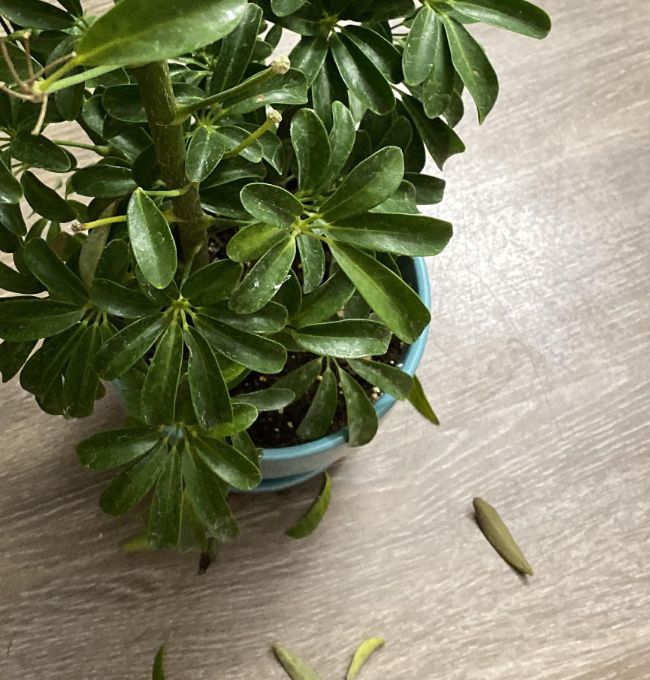 Why Schefflera Plants Are Dropping Leaves 