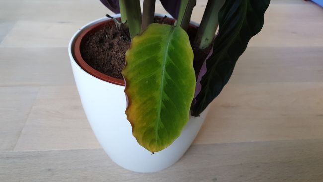 calathea with brown and yellow lower leaf