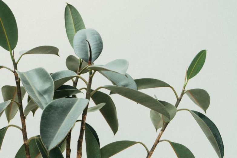 how to prune a rubber plant