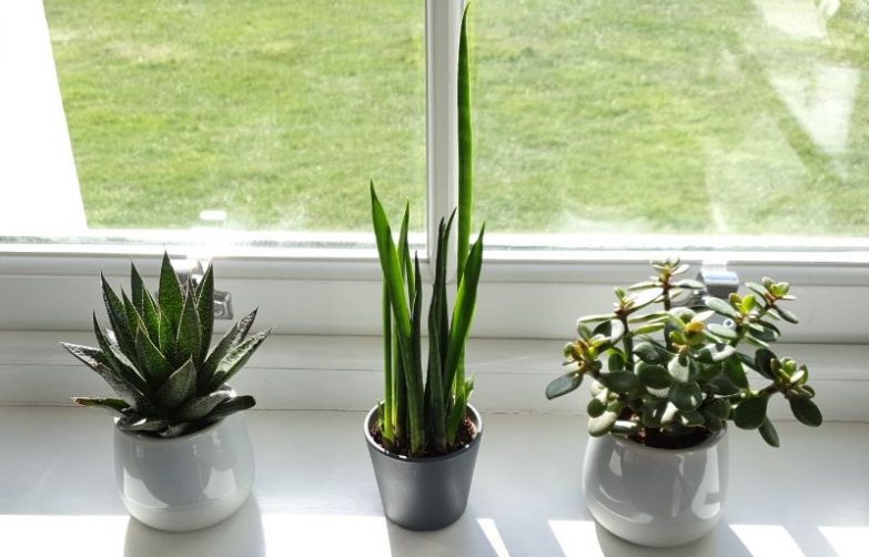 light requirements for indoor plants
