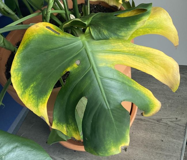 yellow leaves on swiss cheese plant due to overwatering