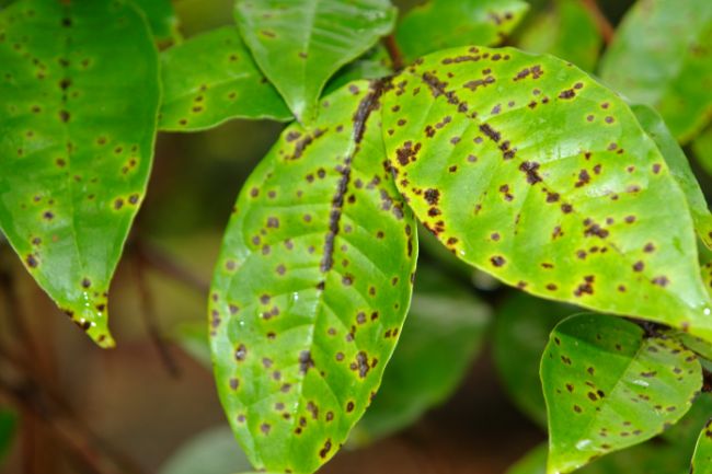 leaf spot disease on leaves