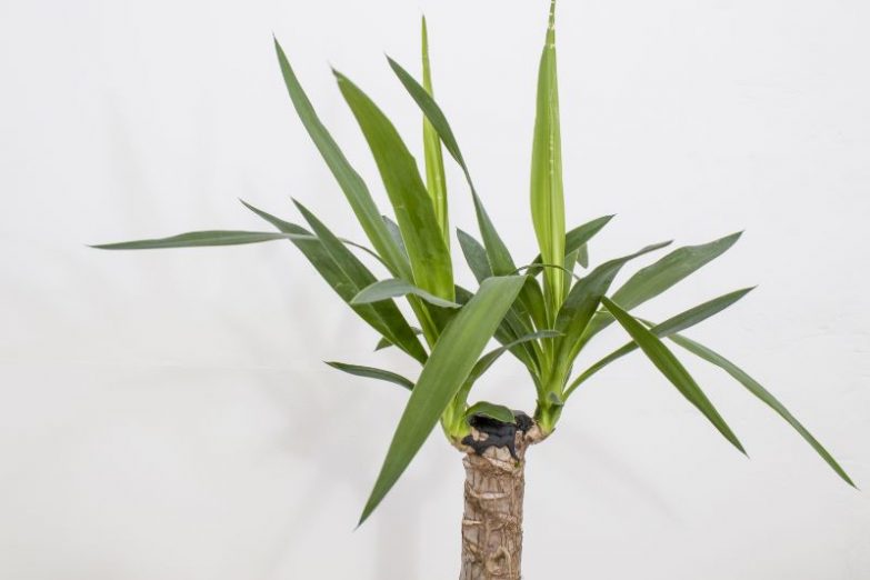 yucca plant dying