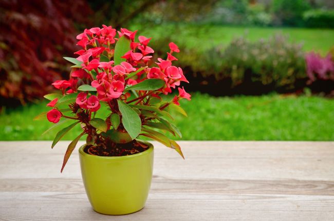 crown of thorns houseplant with red flowers