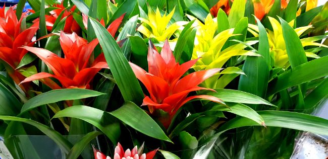guzmania with red flowers