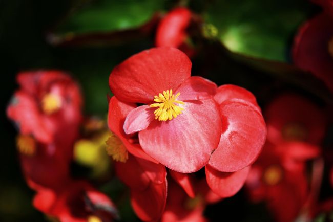 wax begonia houseplants with red flowers