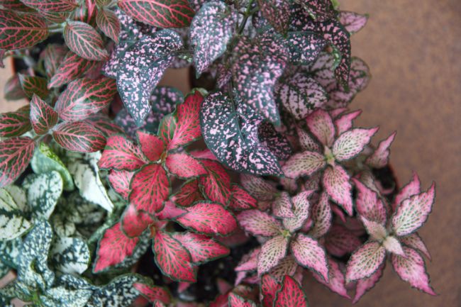 houseplants that need high humidity to prevent wilting
