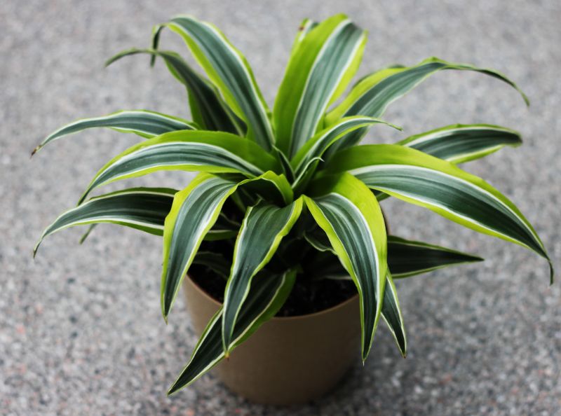 Why Does My Corn Brown Tips (Dracaena Fragrans) Smart Guide