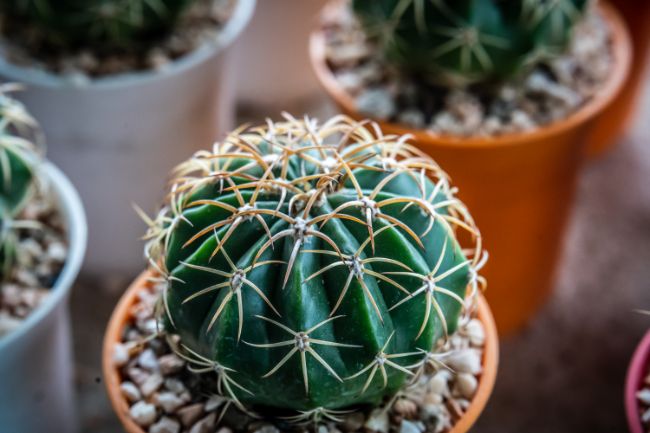 houseplants for direct sunlight barrel cactus