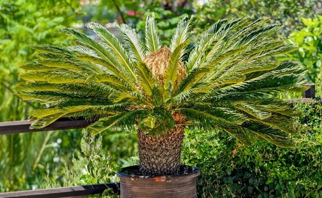houseplants for direct sunlight sago palm