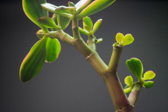 cómo podar una planta de jade crassula ovata