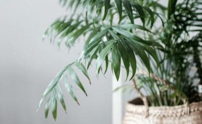 Why Does My Parlor Palm Have Brown Tips? - Smart Garden Guide